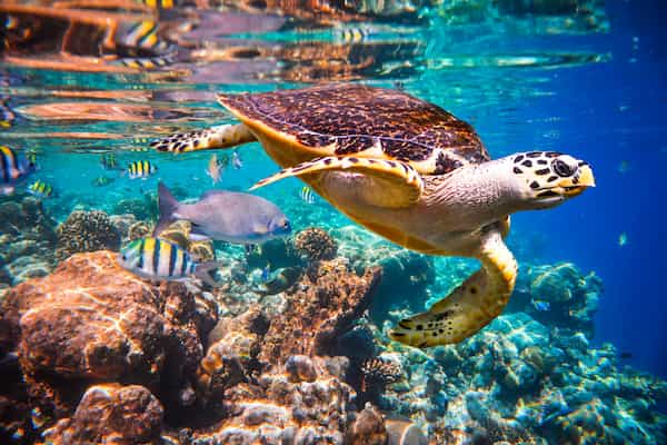 Snorkel y Buceo