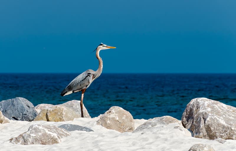 Su flora y fauna son fascinantes-golfo de alabama