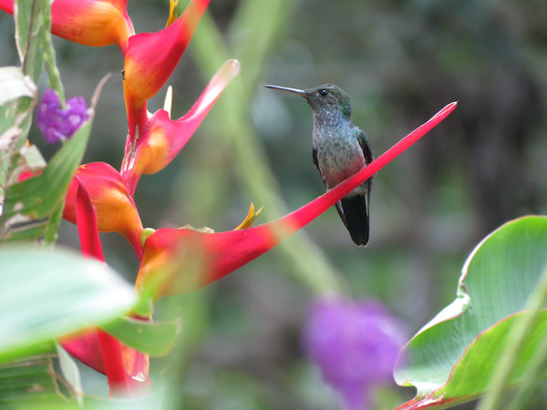 Tararea junto con un colibrí Increíbles aventuras en la selva tropical de Panamá 7