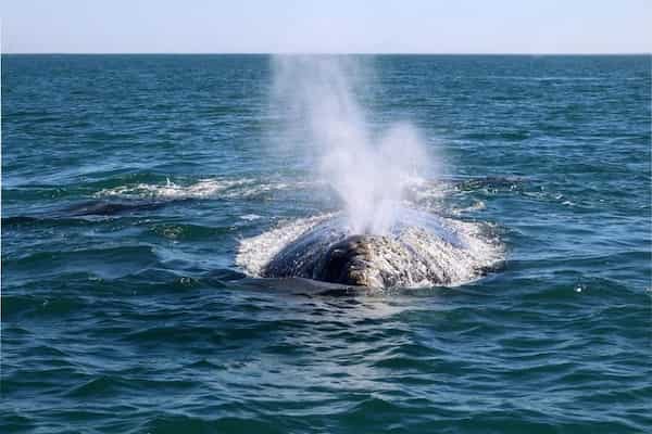 n un Encuentro Cercano con las Ballenas Grises-Cosas para Hacer en Baja California