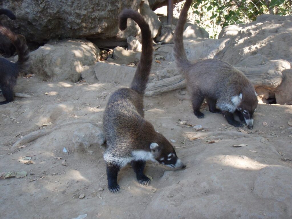 Tepoztlán 