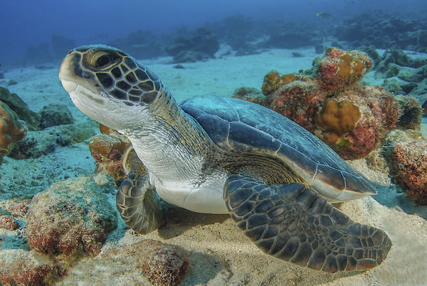 Tortugas Increíbles experiencias de vida salvaje en Costa Rica 7