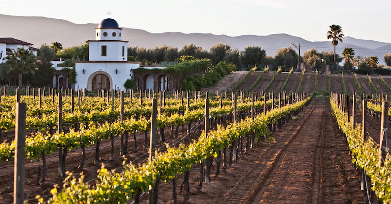 Tour de cata de vinos