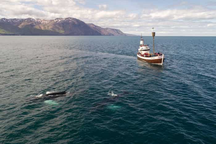 Tour guiado de avistamiento de ballenas desde Long Beach-Tours por Los Ángeles