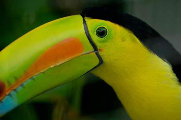 Tucan lugares para ser voluntario con vida silvestre en peligro de extinción en Costa Rica 5