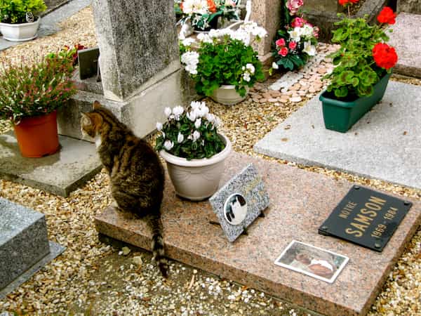 Un cementerio de mascotas