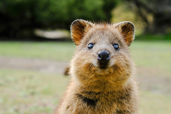 Un selfie con un quokka 1