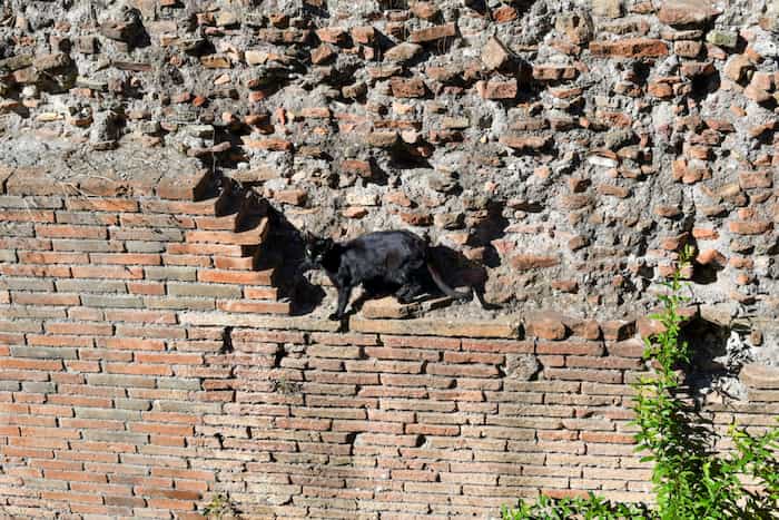 Vagabundos entre ruinas-santuario de gatos en Roma