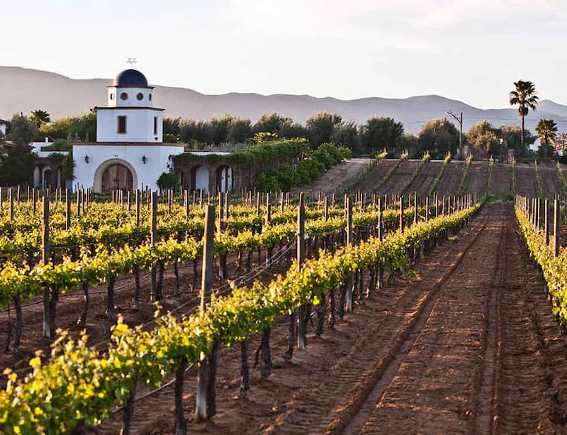 Valle de Guadalupe la Región vinícola ¿Cómo llegar allí