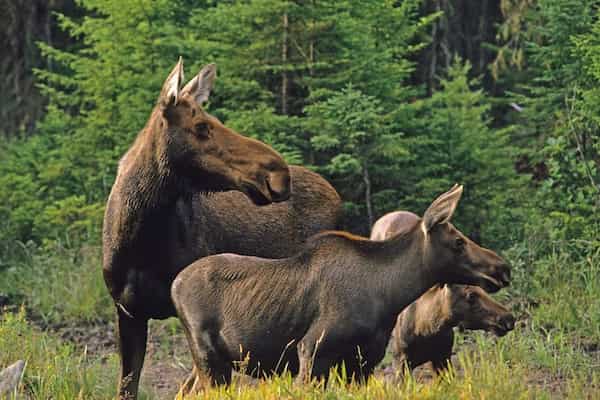 Ve a explorar en busca de alces