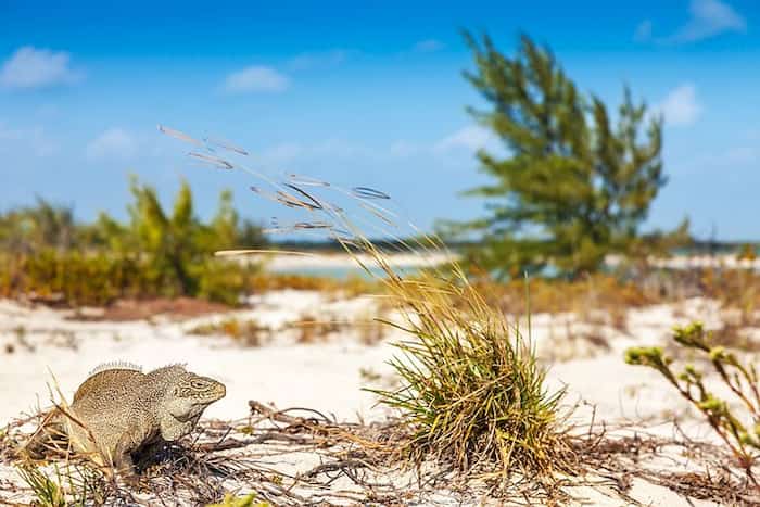 Vea iguanas en Little Water Cay