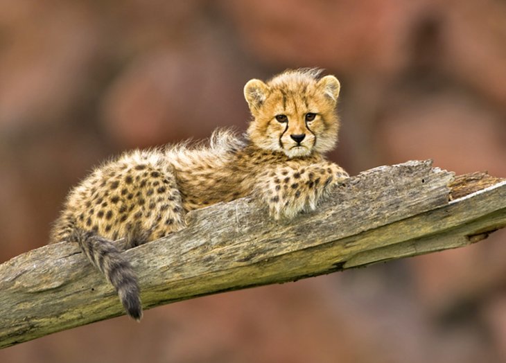 Vea los animales en el zoológico de Toronto