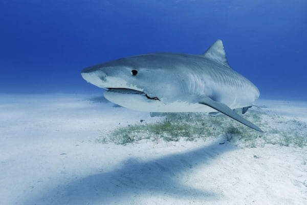 Vea los tiburones en el Acuario de Key West