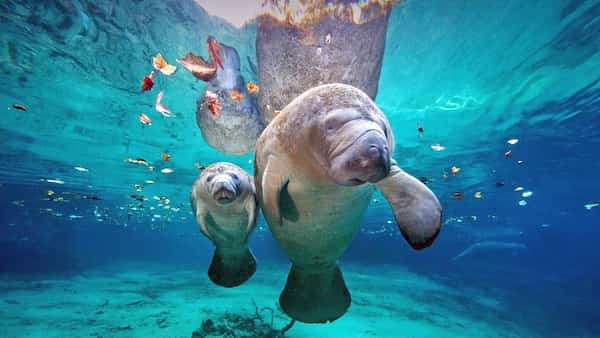 Vea manatíes en la naturaleza-cosas para hacer en Florida