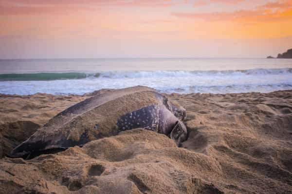 Ver anidación de tortugas laúd