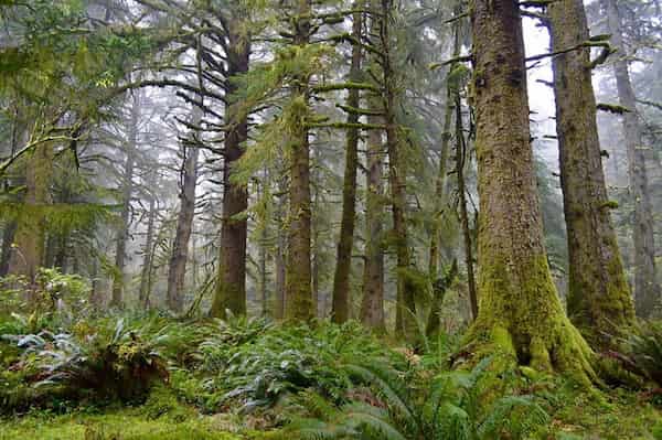 Ver la selva tropical de Coastal Headlands