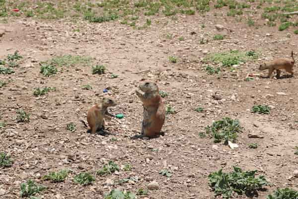 Ver la vida silvestre en Prairie Dog Town