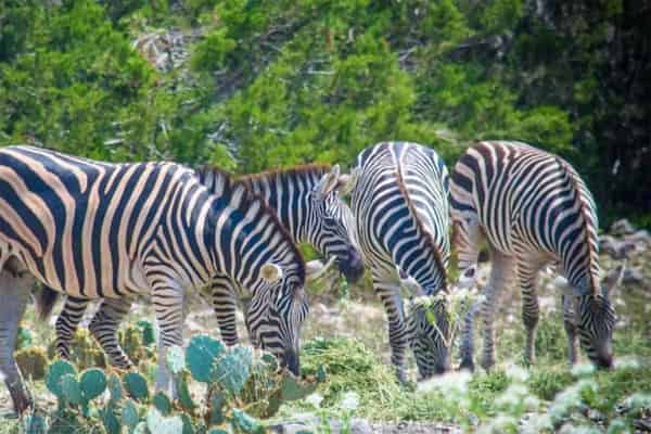 Ver los animales en Natural Bridge Wildlife Ranch