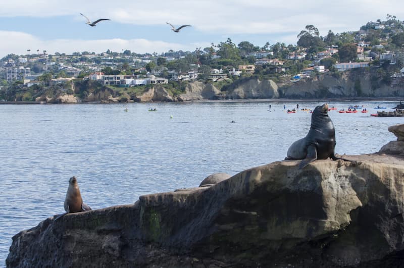 Ver los leones marinos en La Jolla Cove