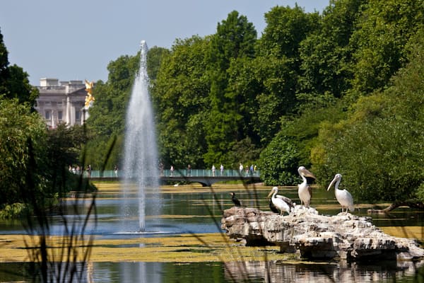 Ver los pelícanos en St. James's Park