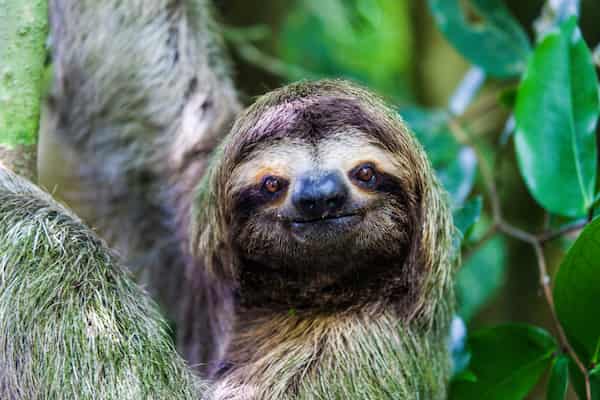 Verás algunos animales increíbles