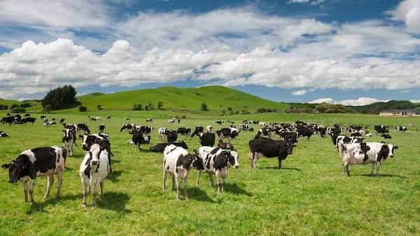 Verás muchas vacas-Datos Curiosos de Nueva Zelanda