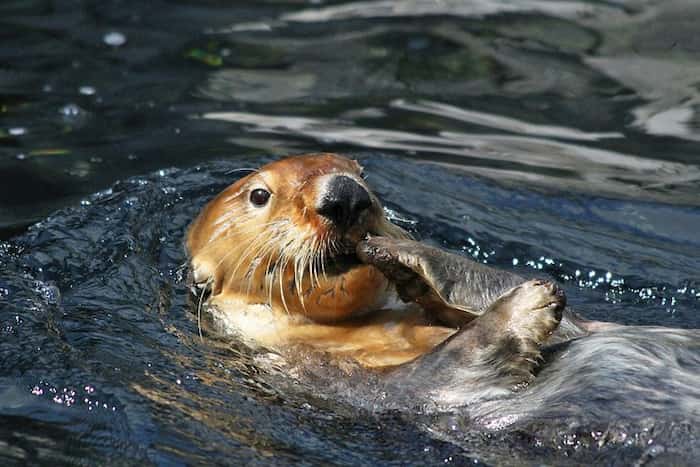 Visita el Acuario de Vancouver-Lugares turísticos en Vancouver