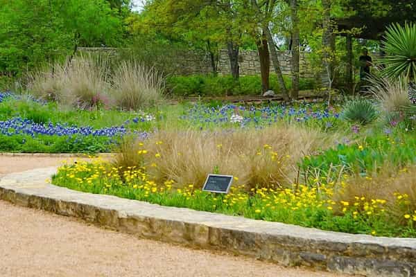 Da un paseo por el Centro de Flores Silvestres Lady Bird Johnson