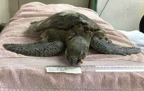 Visita el Hospital de Tortugas, Marathon