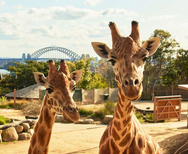 Visita el Zoológico de Taronga
