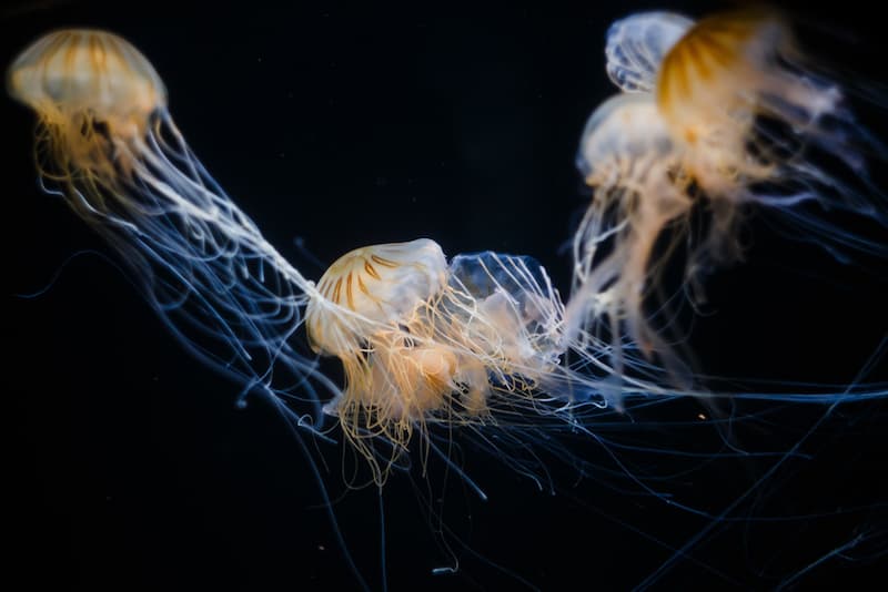 Visita el acuario de abedules