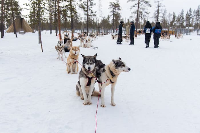 Visita un rancho de huskies
