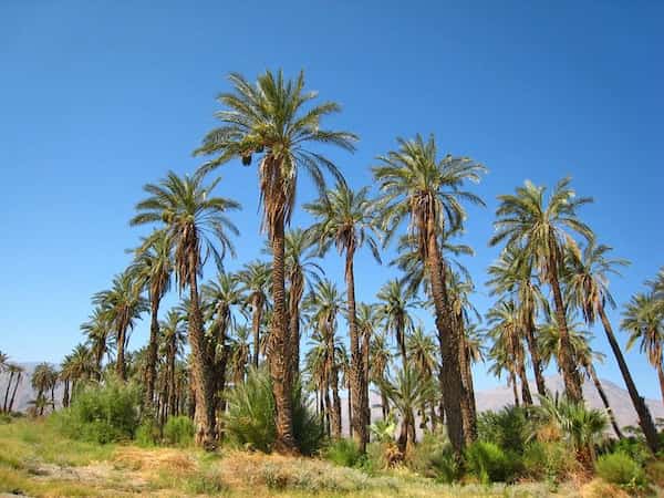 Visita una granja de dátiles