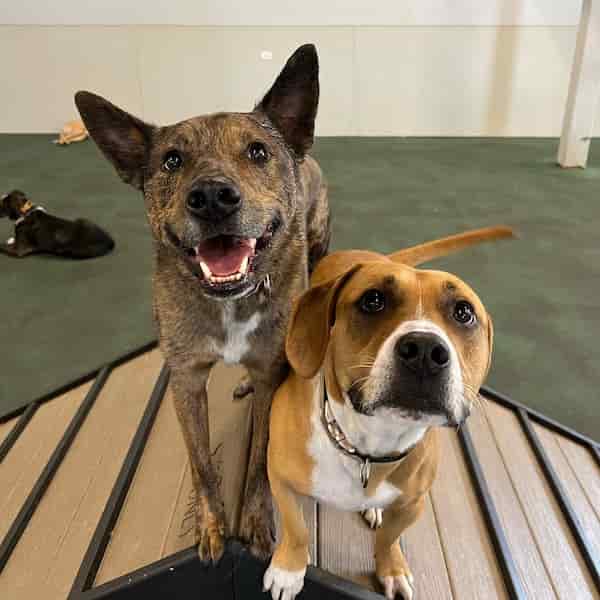 Wag 'N Paddle-Parques para Perros Bajo Techo