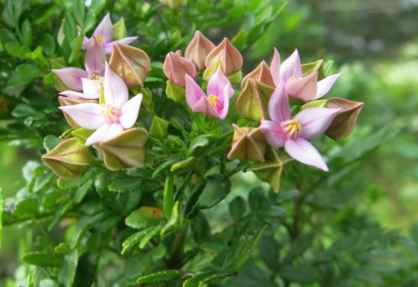 Winged Boronia-Primavera en Australia 3.6