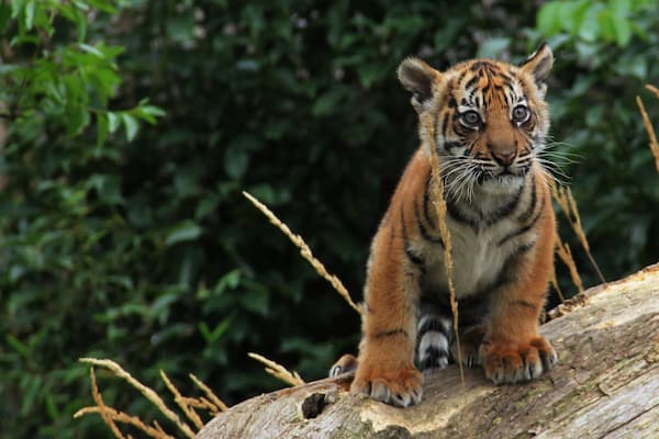 Zoológico de Londres