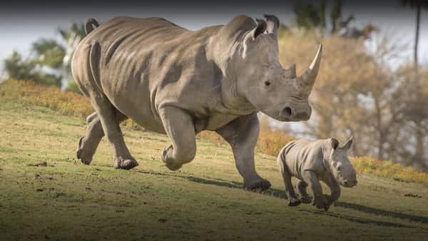 Zoológico de San Diego