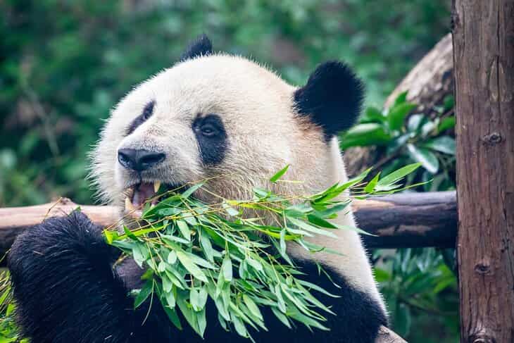 Zoológico de Shanghái-Atracciones turísticas en Shanghái