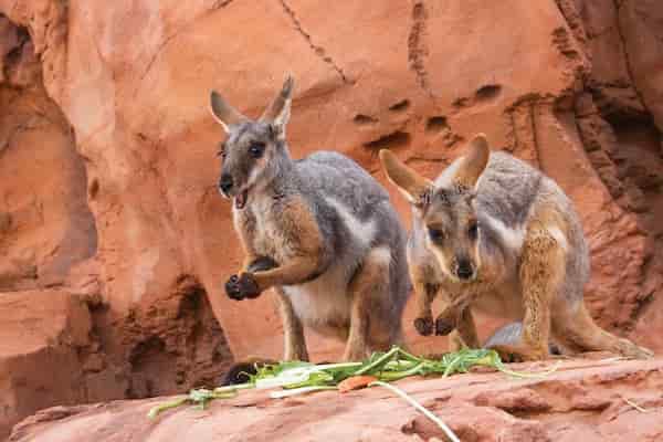 Zoológico y jardines del desierto viviente