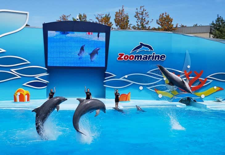 Zoomarino