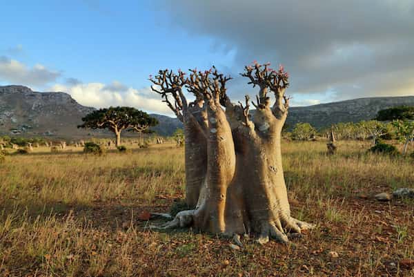 árboles de la isla de socotra