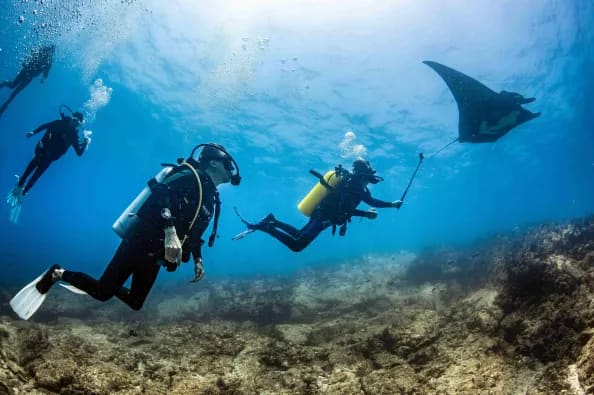 buceo-mar de cortes-que hacer en la paz bcs