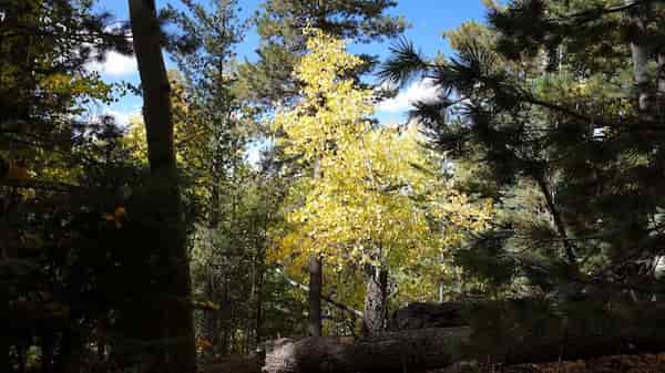caminata por el bosque de pinos Ponderosa