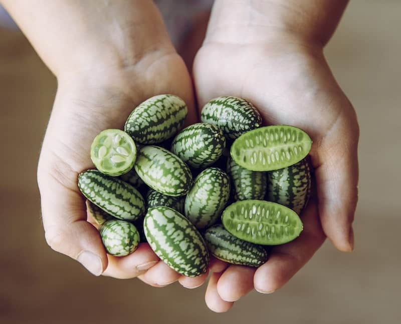 cucamelon-méxico