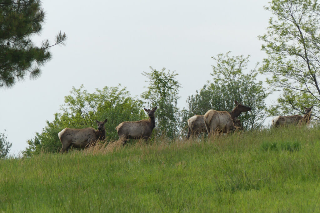 tours de alces