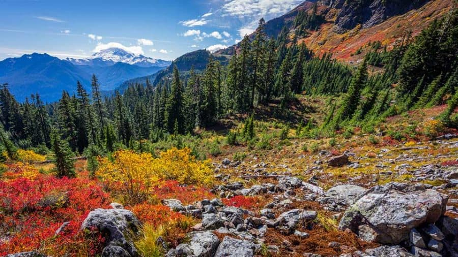 Sendero amarillo de Aster Butte