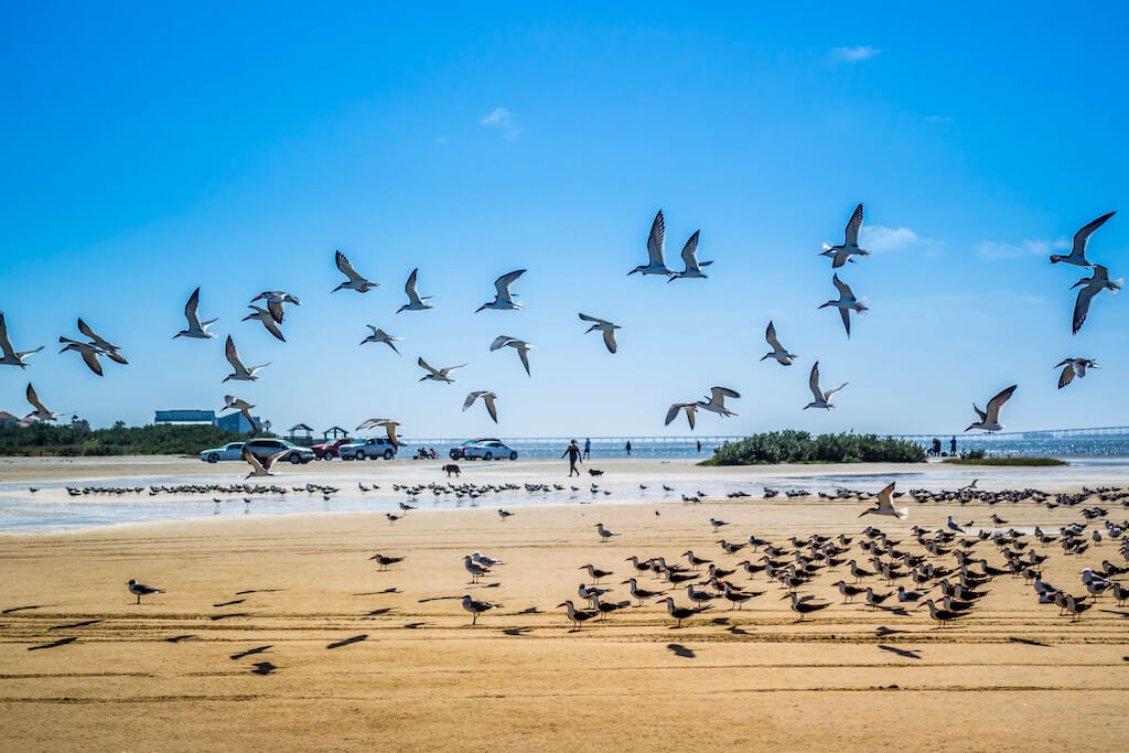 Mejores Lugares para Visitar en Enero en EE.UU Isla del Padre Sur, Texas, para el Kite Fest