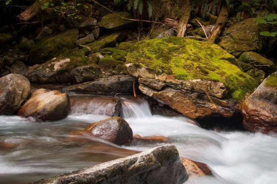 Conocer un sendero de árboles y un circuito de río
