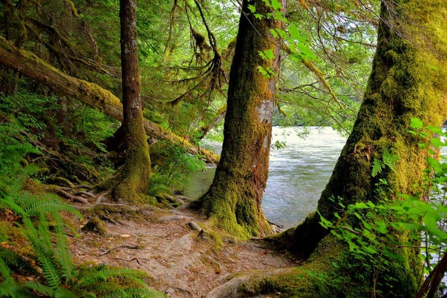 Caminata por la naturaleza Sendero de los Cedros