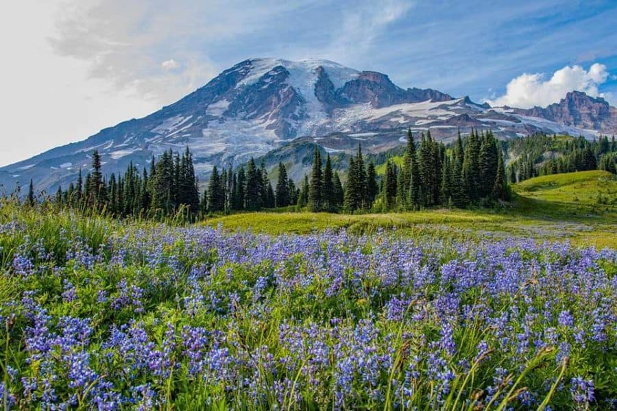 Parque Nacional Monte Rainier